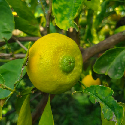 Limetta Calabrese (Limone dolce o Piretta)