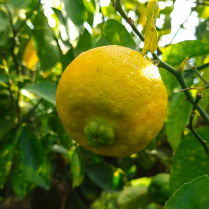 Limetta Calabrese (Limone dolce o Piretta)