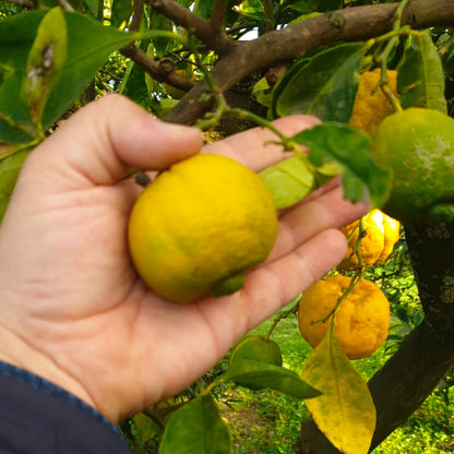 Limetta Calabrese (Limone dolce o Piretta)