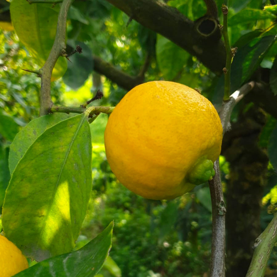 Limetta Calabrese (Limone dolce o Piretta)